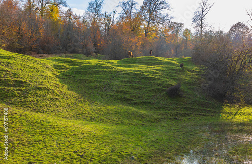 Cows grazing on green slopes