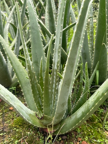 aloe vera plant