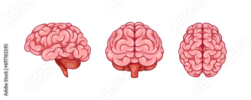  Human brain from different angle Isolated on White Background.