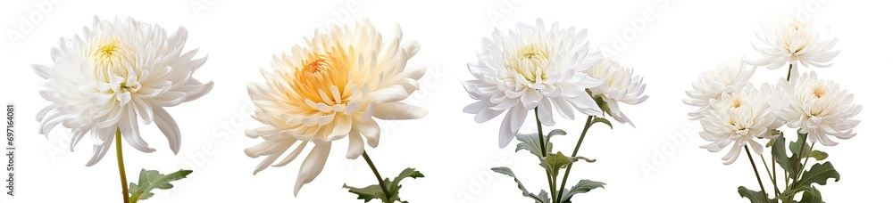 Chrysanthemum Chrysanthemum