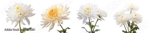 Chrysanthemum