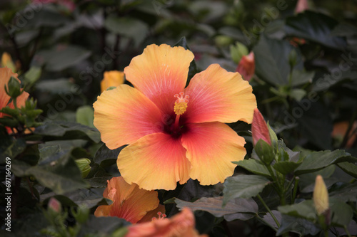 Beautiful orange hibiscus in the garden