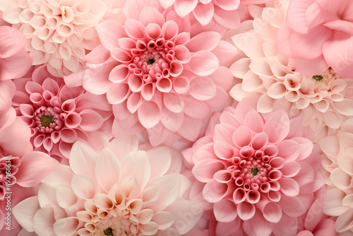 Chrysanthemum pink color flowers background © Olivia