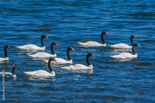 Black-necked swan (Cygnus melancoryphus), Chiloe-caulin bay, Lake District, Chile
