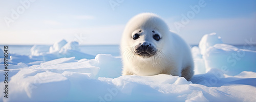 seal on ice near cold water. photo