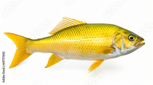 Dorado fish isolated on white background