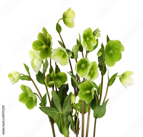 Green hellebore flowers, buds and leaves isolated on white or transparent background photo