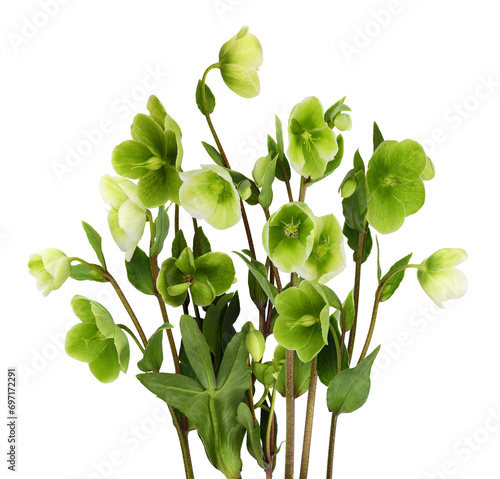 Fotografi Green hellebore flowers, buds and leaves isolated on white or transparent backgr