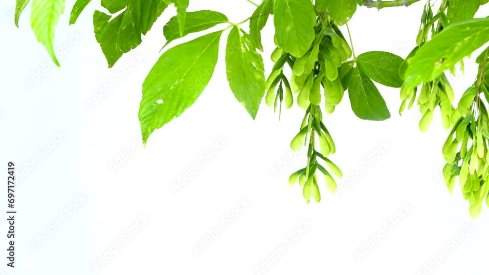 Acer negundo, the box elder, boxelder maple, Manitoba maple or ash-leaved maple plant isolated on white background, studio shot, copy space Acer negundo, the box elder, boxelder maple, Manitoba maple or ash-leaved maple plant isolated on white background, studio shot, copy space