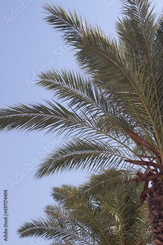 palm tree against sky © OsmanUmut