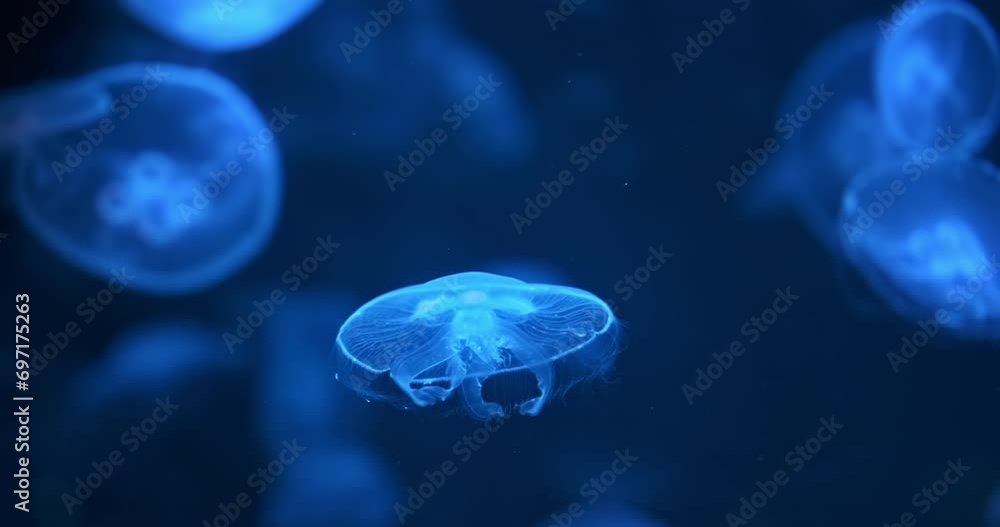 Glow jellyfish move on dark sea aquarium background. Shining blue jellyfish float, soar in water darkness. Beautiful abstract marine background. Glowing jelly in deep underwater oceanarium. 4k video Glow jellyfish move on dark sea aquarium background. Shining blue jellyfish float, soar in water darkness. Beautiful abstract marine background. Glowing jelly in deep underwater oceanarium. 4k video