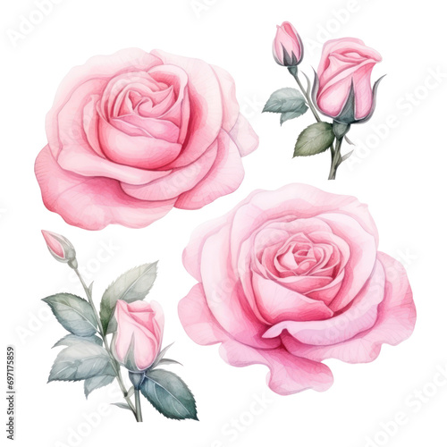 pink roses watercolor  © SaraY Studio 