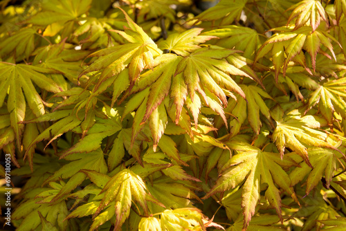 The ornamental maple Acer palmatum 'Orange Dream'