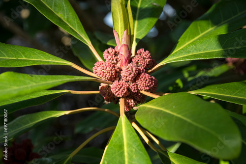 Flowers of Daphniphyllum himalense var. macropodum