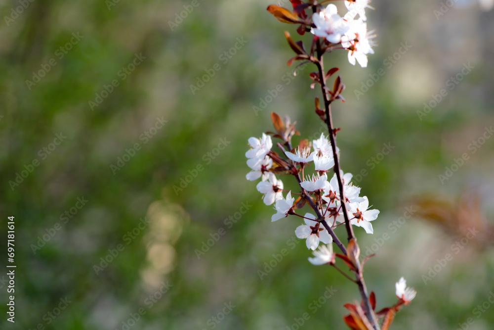Peach blossoms blooming in the dark background of spring Peach blossoms blooming in the dark background of spring