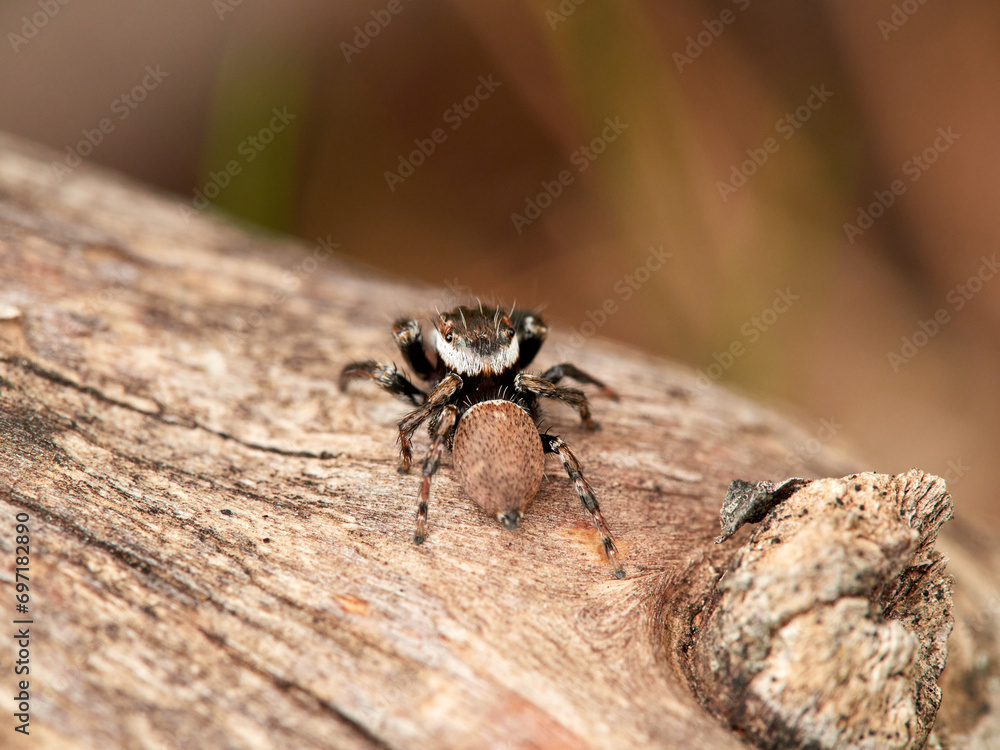 Obraz premium Small jumping spider on a log. Evarcha jucunda