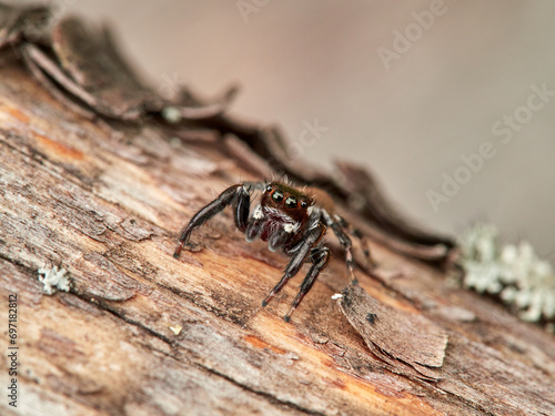 Small jumping spider on a log. Evarcha jucunda © Macronatura.es