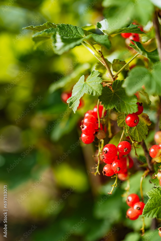 Red Berries Hanging from a Tree. A bunch of red berries hanging from a tree Red Berries Hanging from a Tree. A bunch of red berries hanging from a tree
