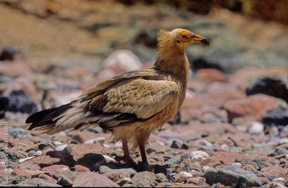 Fototapeta premium Egyptian vulture