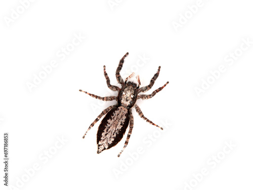 Large jumping spider on a white background. Genus Menemerus © Macronatura.es