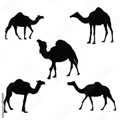 Black and white camel Silhouettes. Vector