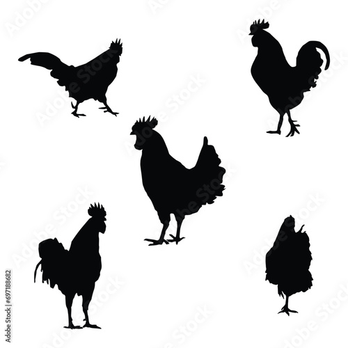 vector silhouette chicken and rooster