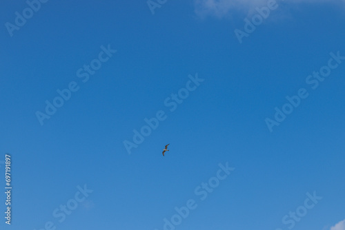 Bird flying in the blue sky at Katwijk, The Netherlands.