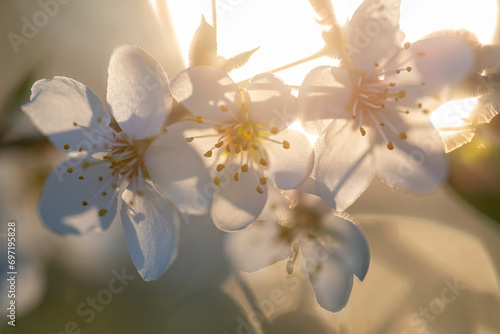 background early spring flowering trees, positive mood antidepression, quality background spring photo