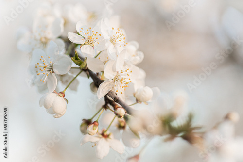 background early spring flowering trees, positive mood antidepression, quality background spring © Iliya Mitskavets