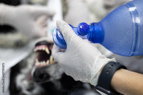 Close-up of a veterinarian's hands connecting an oxygen bag to an endotracheal tube on a dog. An unconscious dog is resuscitated by professional veterinarians. Saving a dog's life. photo