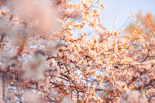 background early spring flowering trees, positive mood antidepression, quality background spring photo