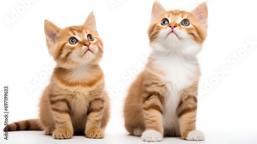 Two playful kittens are sitting on the floor and looking up.