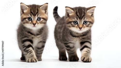Two cute, beautiful, funny kittens are walking and looking at the camera on a white background.