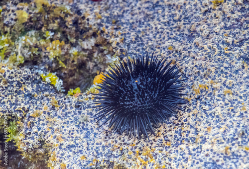 Arbacia Lixula Sea Urchin on Tunisia's Shore photo