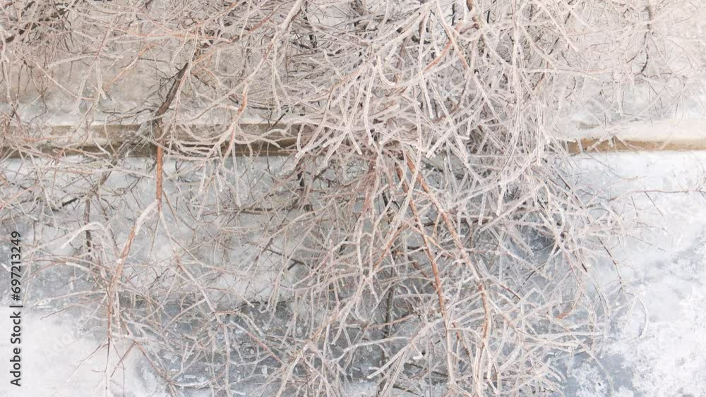 Tree branches are covered with ice. Winter. Tree branches are covered with ice. Winter.
