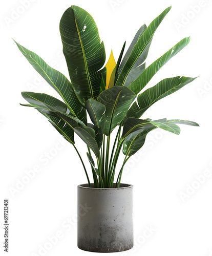 Green houseplant in pot PNG photo