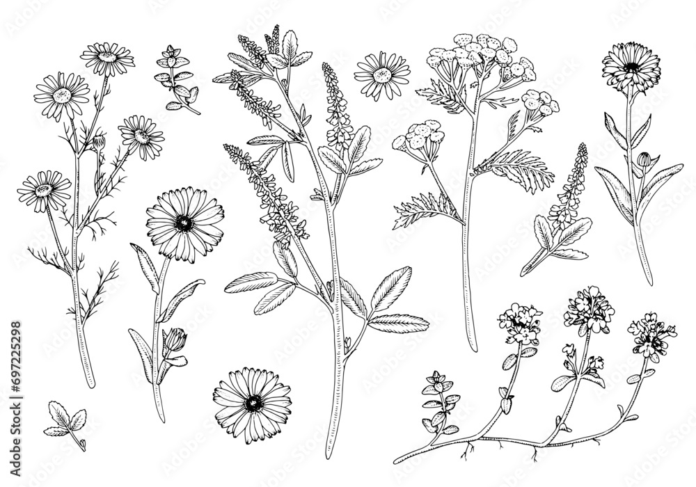 Herb Flower Set Vector outline illustration. Hand drawn clipart bundle of calendula and medicinal chamomile. Black line art of officinalis wildflower and leaves. Linear drawing on isolated background - obrazy, fototapety, plakaty 