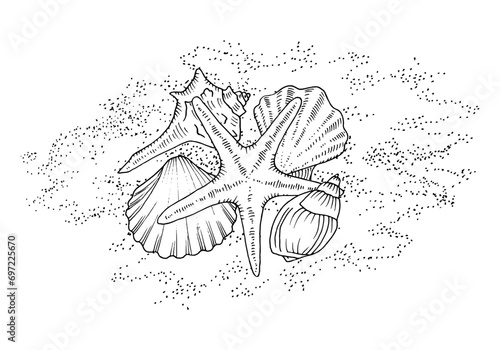 Shells on the sand. Vector outline illustration of Sea bottom. Hand drawn graphic clipart of beach. Linear drawing on isolated white background. Black contour line art of conch and starfish