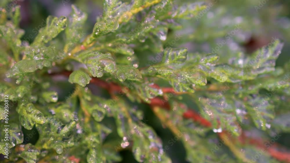 Thuja in transparent pieces of ice. Thuja in transparent pieces of ice.