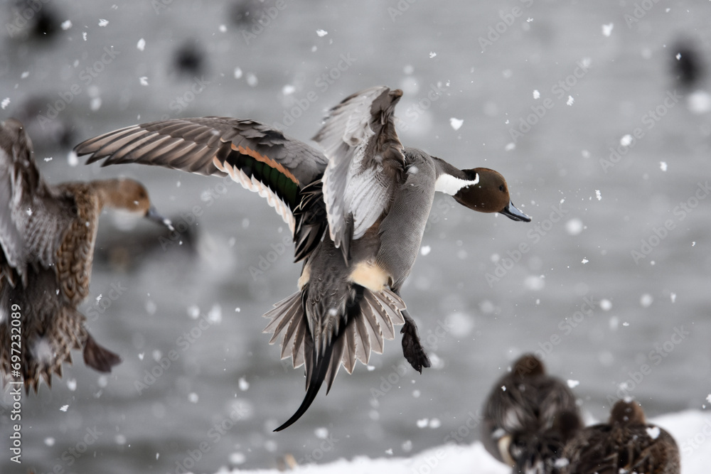Obraz premium 雪の中、羽ばたく水鳥のカモ