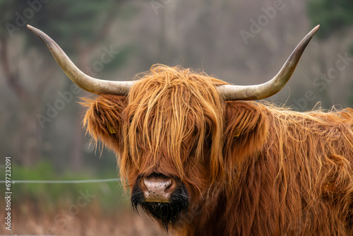 Scottish highlander cow at the heath of Westerheide