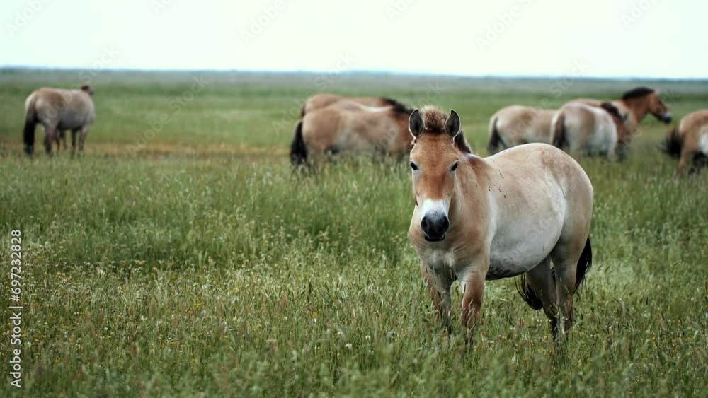 Horses on the Great Hungarian Plain, the Hortobagy. Hortobagy is an UNESCO World Heritage Site. Horses on the Great Hungarian Plain, the Hortobagy. Hortobagy is an UNESCO World Heritage Site.
