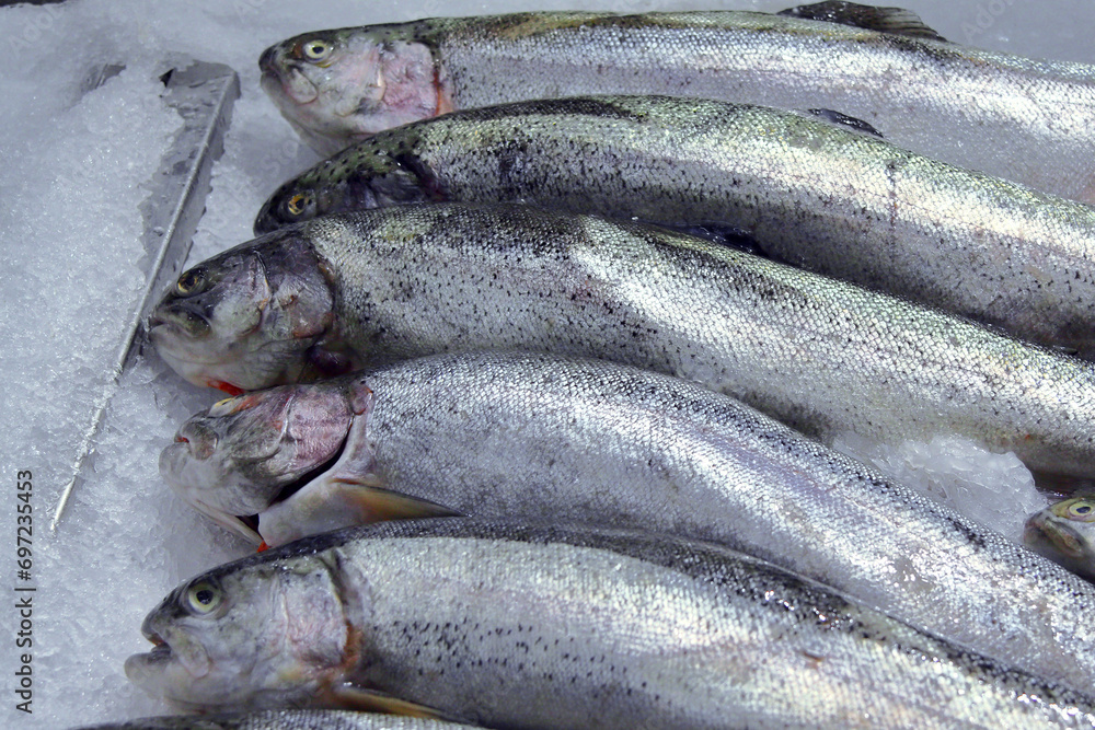 Fillet of Norwegian fish. Red fish.Silver carp.Gobusha steak. The pole.Salmon.Ramp.flounder.For store counters.Close-up. northern red perch.Large salmon.The concept of fish advertising. Fillet of Norwegian fish. Red fish.Silver carp.Gobusha steak. The pole.Salmon.Ramp.flounder.For store counters.Close-up. northern red perch.Large salmon.The concept of fish advertising.