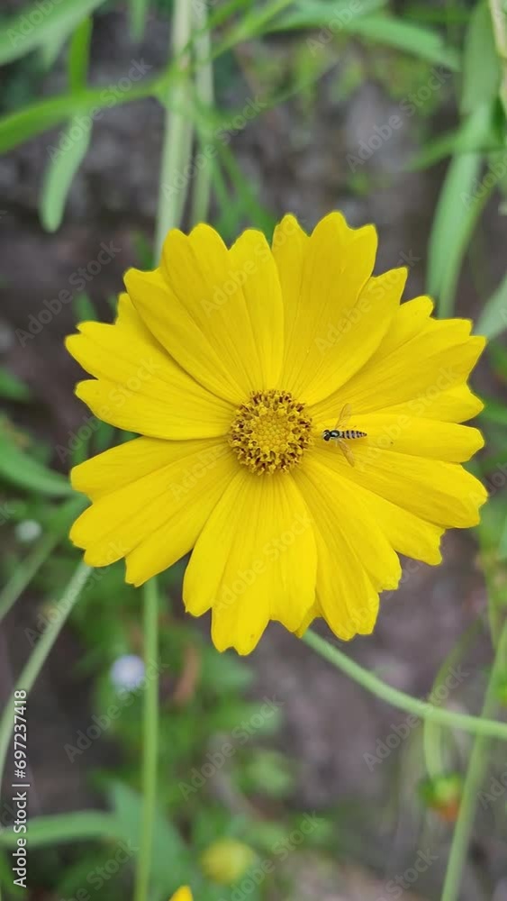 Yellow Wildflowers and Insects in Spring Yellow Wildflowers and Insects in Spring