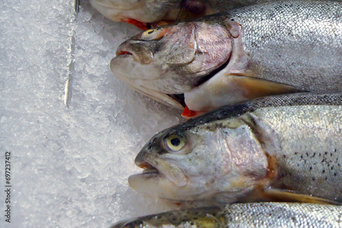 Fillet of Norwegian fish. Red fish.Silver carp.Gobusha steak. The pole.Salmon.Ramp.flounder.For store counters.Close-up. northern red perch.Large salmon.The concept of fish advertising. 