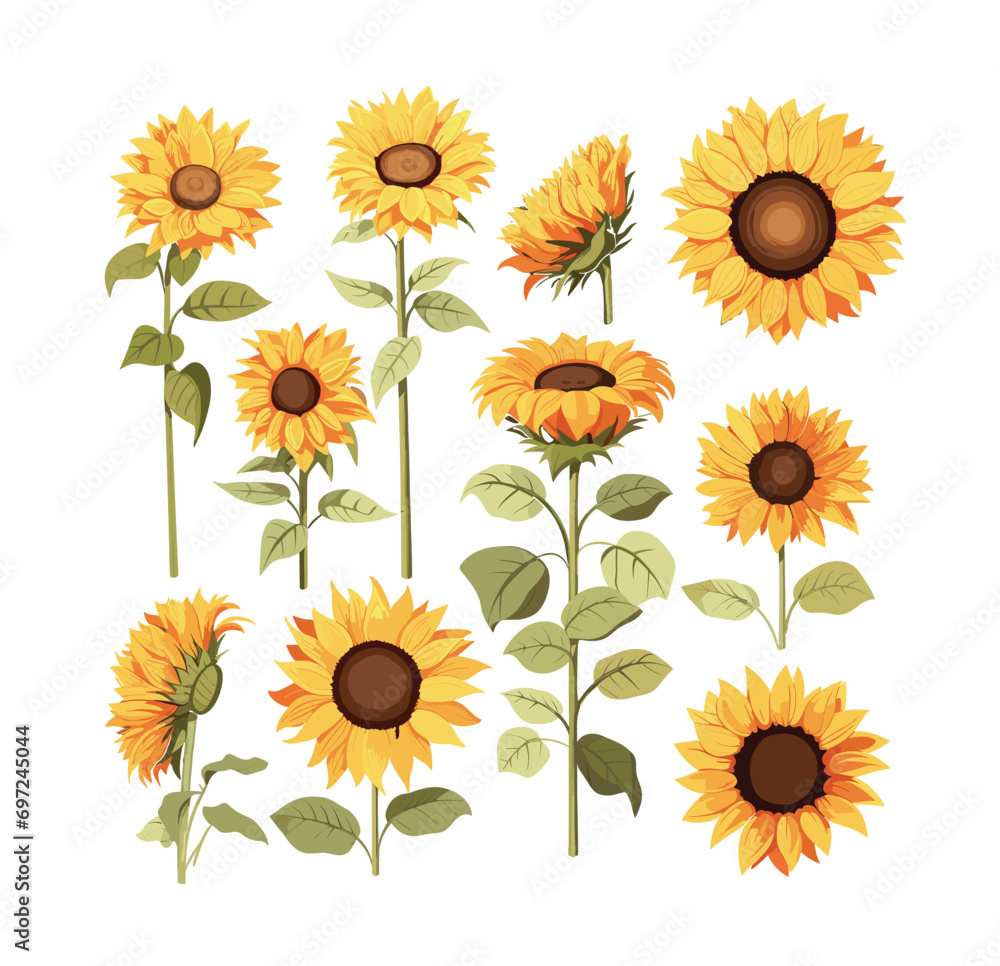 Sunflower isolated on white background Sunflower isolated on white background