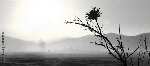 Silhouette of withered thistle in monochrome.