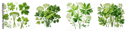 Angelica Hyperrealistic Highly Detailed Isolated On Transparent Background Png File