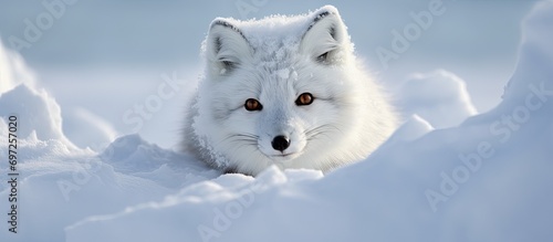 Snowed-up arctic fox in white.