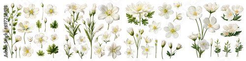 Cerastium Tomentosum Hyperrealistic Highly Detailed Isolated On Transparent Background Png File photo